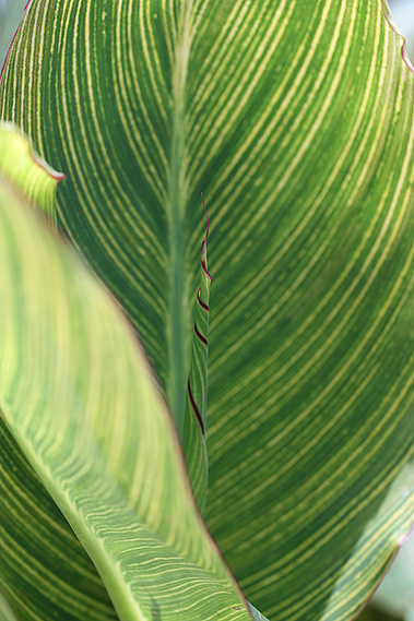 Detail of a leaf