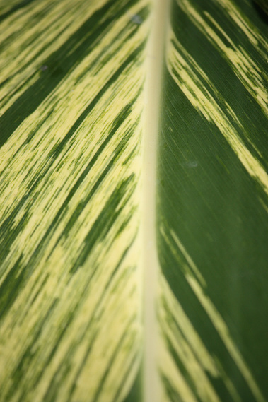 Detail of a Tropical Leaf