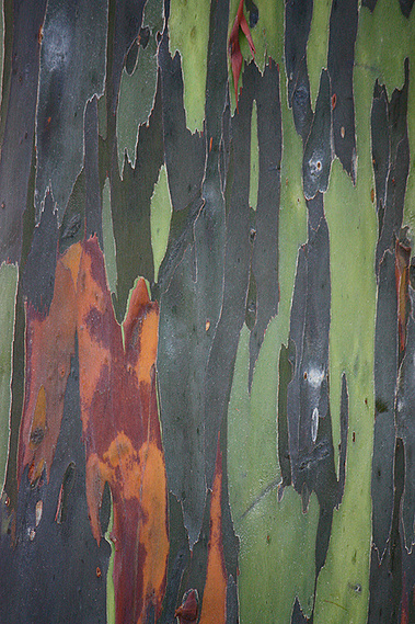Rainbow Eucalyptus
