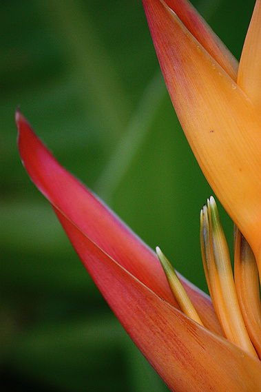 Parakeet Heliconia