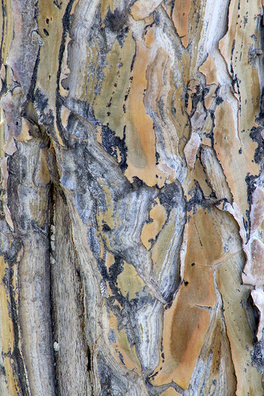 Detail of Tree Bark