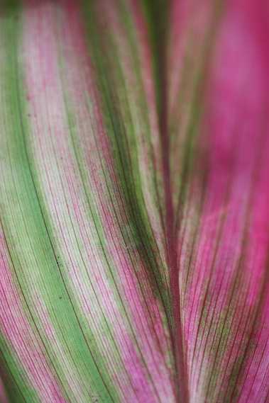Detail of a Tropical Leaf