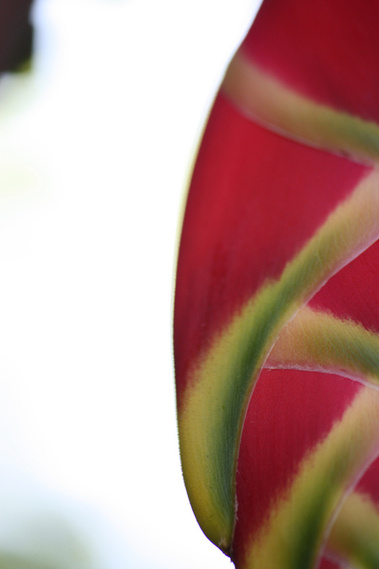 Detail of a Heliconia Flower