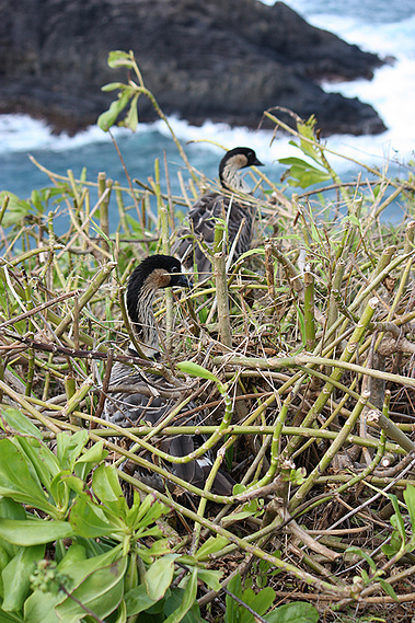 Nene at Kilauea Lighthouse | Kilauea, HI