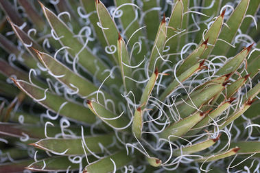 Queen Victoria Agave
