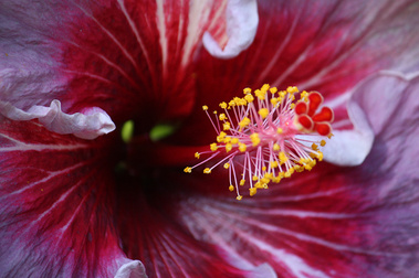 Hibiscus
