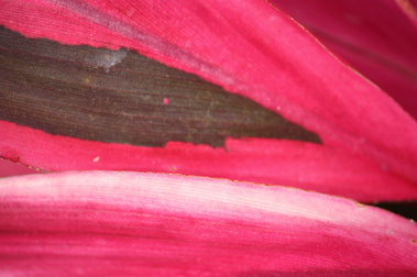 Detail of a Tropical Leaf