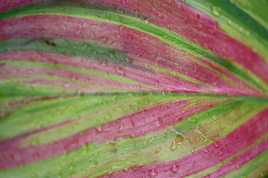 Detail of a Tropical Leaf