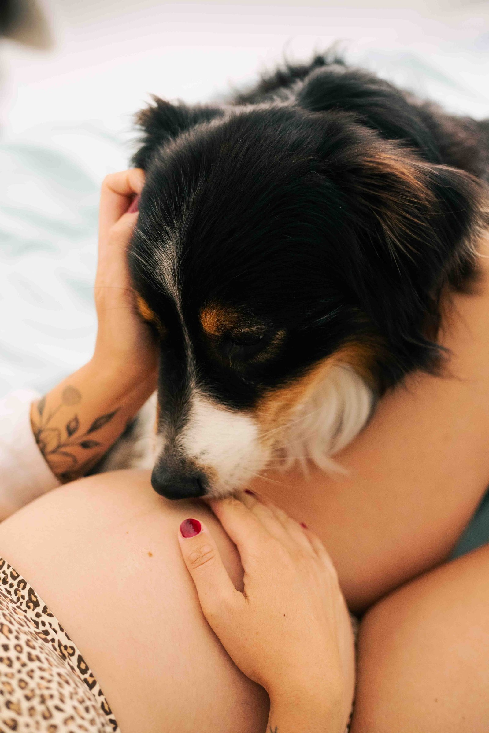 Un chien pose son museau sur le ventre d'une femme enceinte – Photographe Grossesse à Toulouse