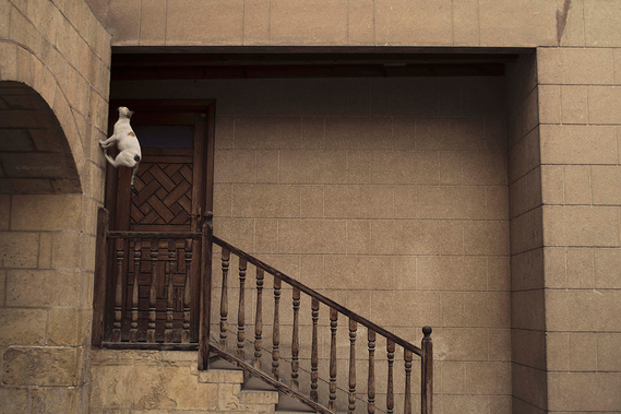 Cat jumping up a wall in Cairo, Egypt. 

Eine Katze springt eine Mauer hoch. In Kairo, Ägypten aufgenommen.
