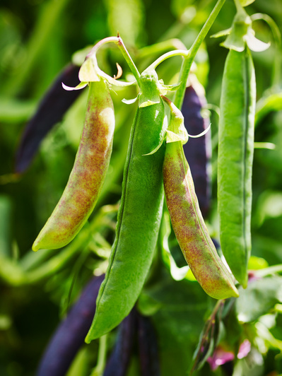 Multicoloured peas growing at a allotment, perfect for editorial, advertising and restaurant food photography, shot by food photographer, Sid Ali
