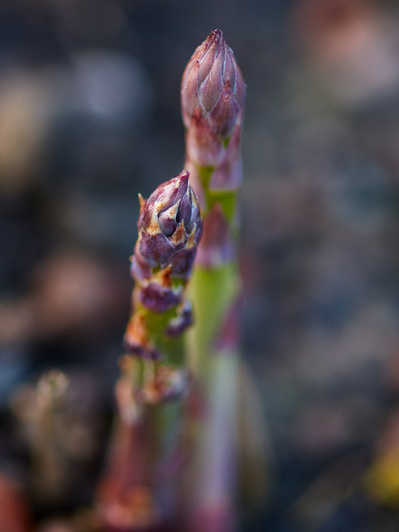 Growing asparagus poking through the ground , perfect for editorial, advertising and restaurant food photography, shot by food photographer, Sid Ali