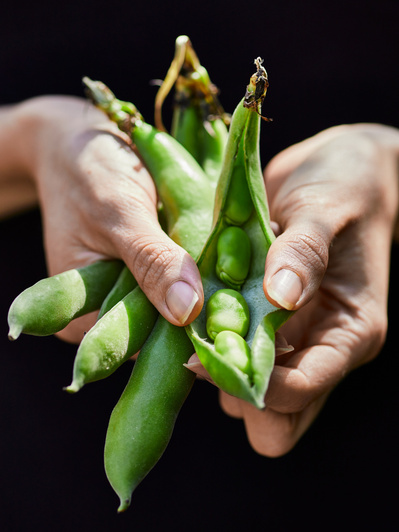 A close up shot of hands opening a broadbean pod to reveal broad beans, perfect for editorial and restaurant food photography, shot by food photographer, Sid Ali