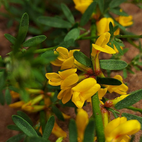 Acmispon glaber Deerweed Native Plant Nursery San Luis Obispo County