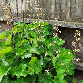 Heuchera maxima Island Alum Root Native Plant Nursery San Luis Obispo County 