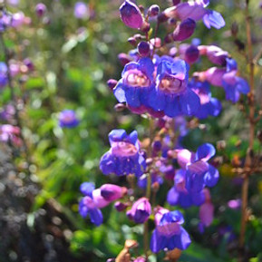 Penstemon spectabilis Showy Penstemon Native Plant Nursery San Luis Obispo County
