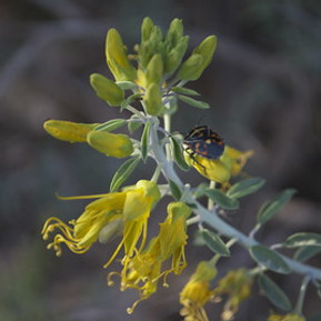 Peritoma arborea Bladderpod Native Plant Nursery San Luis Obispo County