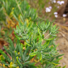 Eriogonum arborescens Santa Cruz Island Buckwheat Native Plant Nursery San Luis Obispo County 