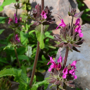 Salvia spathacea Hummingbird Sage San Luis Obispo County