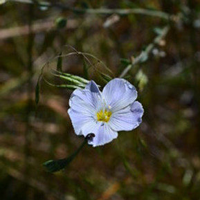 Linum lewisii Prairie Flax Native Plant Nursery San Luis Obispo County