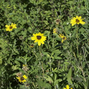 Encelia californica Bush Sunflower Native Plant Nursery San Luis Obispo
