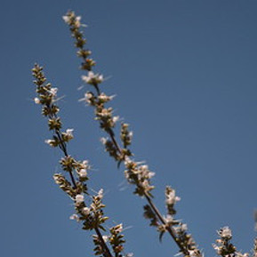 Salvia apiana White Sage Native Plant Nursery San Luis Obispo County