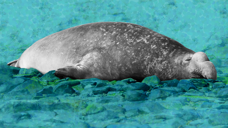 Photo illustration of a sleeping grayscaled elephant seal on blue and green-toned pointillized rock