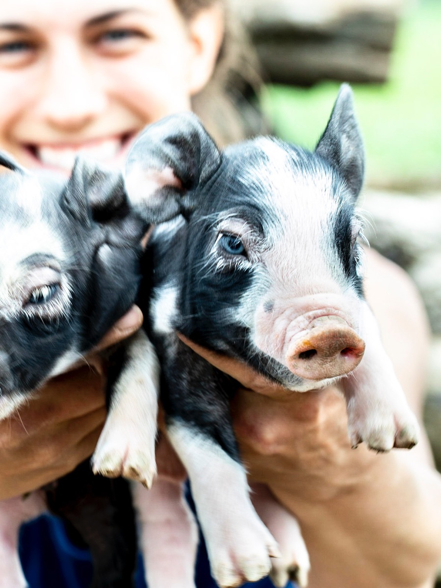 Portrait of female farmer holding two black speckled piglets toward the camera and smiling. Branding photography for beef and pork farm. 