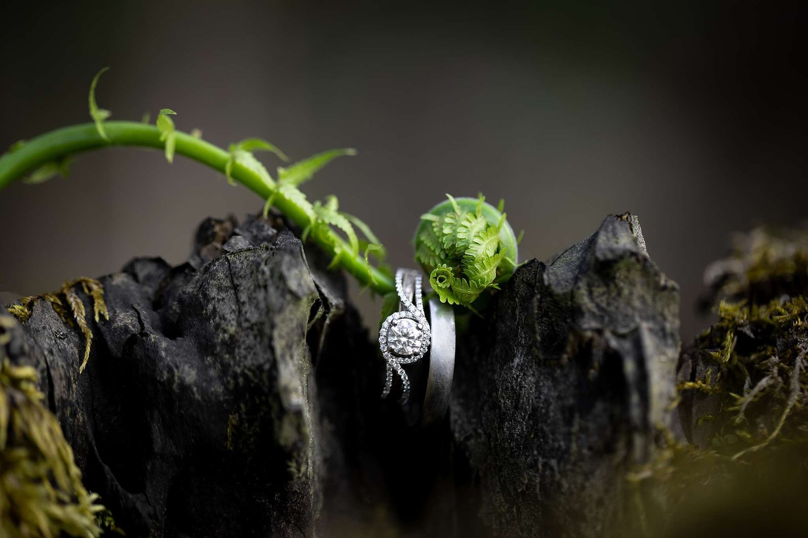 Two wedding bands hung on a curled fern plant wedding photography