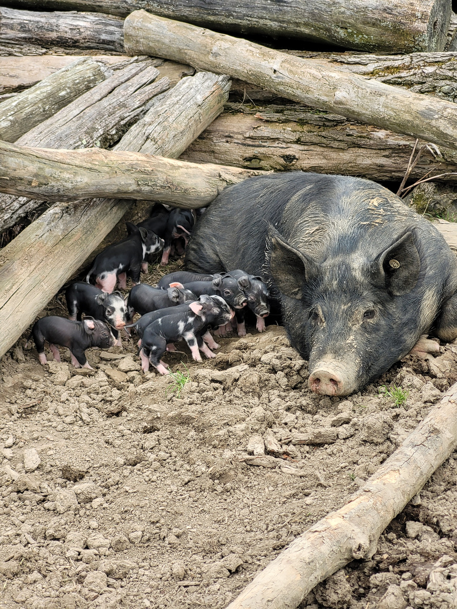 A big black mama pig resting by some logs with several day-old piglets near her. Branding photography for agriculture