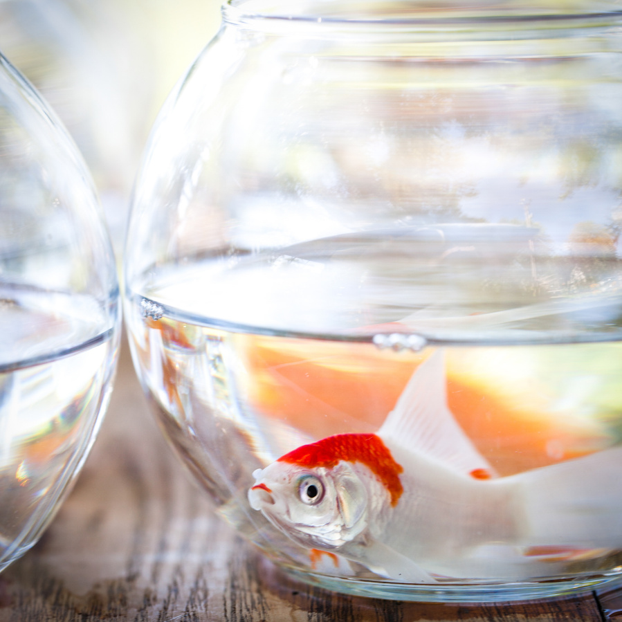 Goldfish in a bowl with beautiful ight and reflections. 
