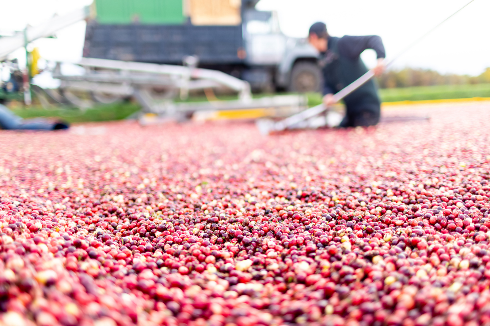 An agriculture photography view of a cranberry bog, with a farmer standing in the middle of the wetland, wearing boots and holding a rake.