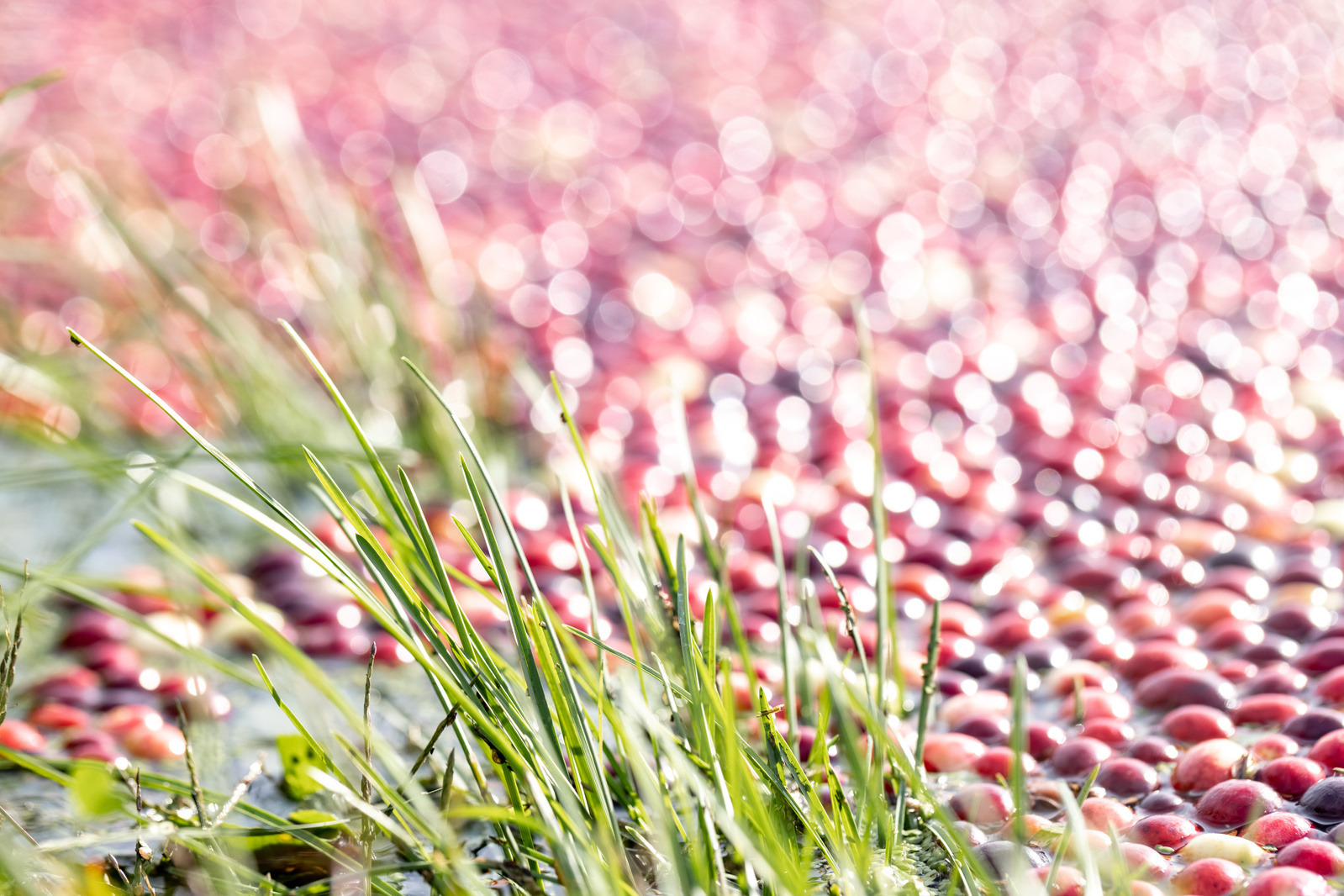 ag photography o f sun shining on cranberries floating in a bog ready for harvest with green grass. 
