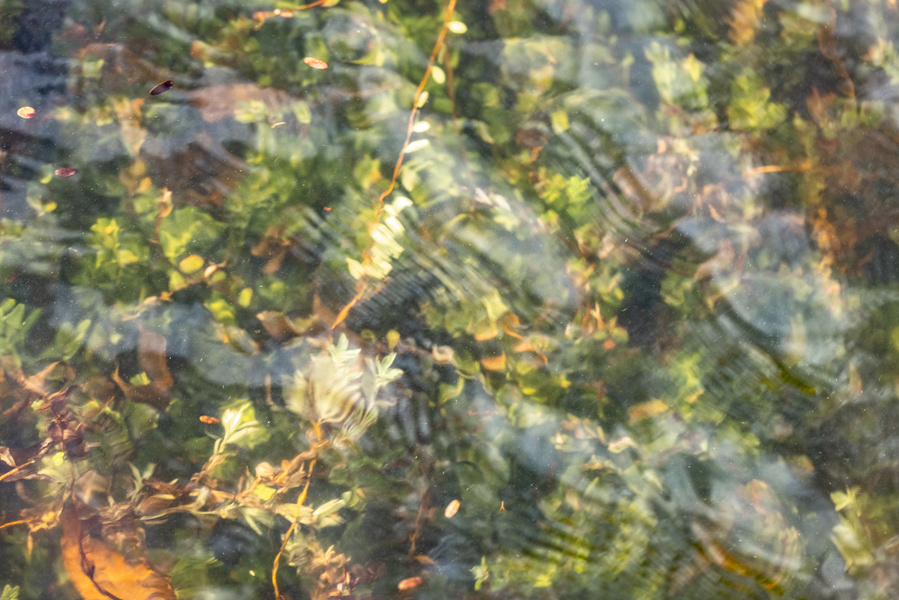 Overhead view through clear sunlit water of the flooded cranberry bog bushes, now empty of cranberries. Artful ag photography