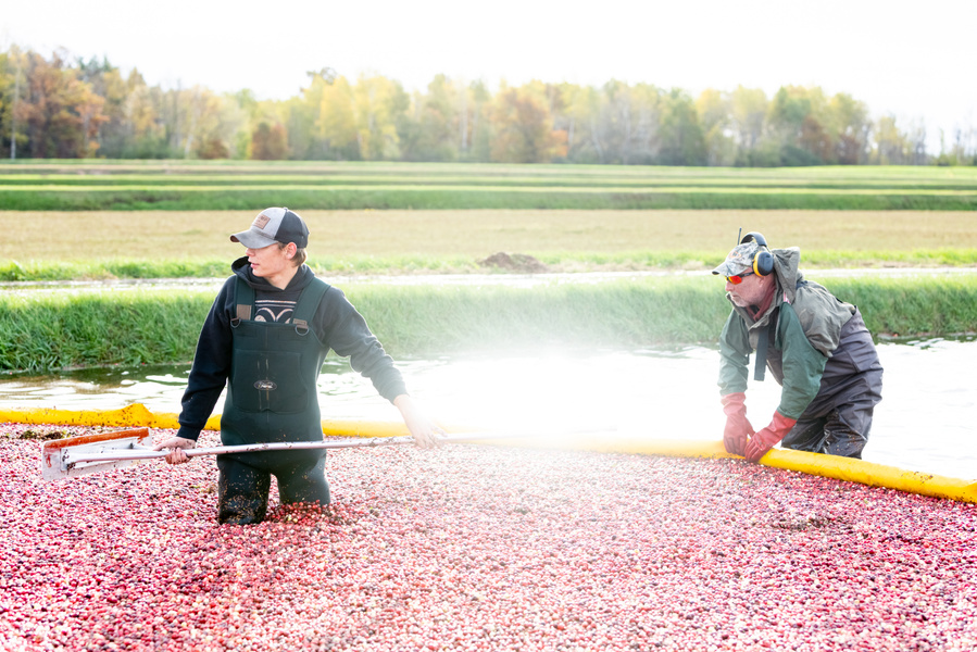 an agriculture photography view of a cranberry bog, with two farmers standing in the middle of the wetland, wearing boots and holding a rake. Cranberry bushes and fall tree line in the background. 