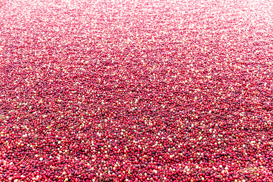 Frame filled with thousands of floating cranberries in shades of red. Agriculture photography of a cranberry bog. 