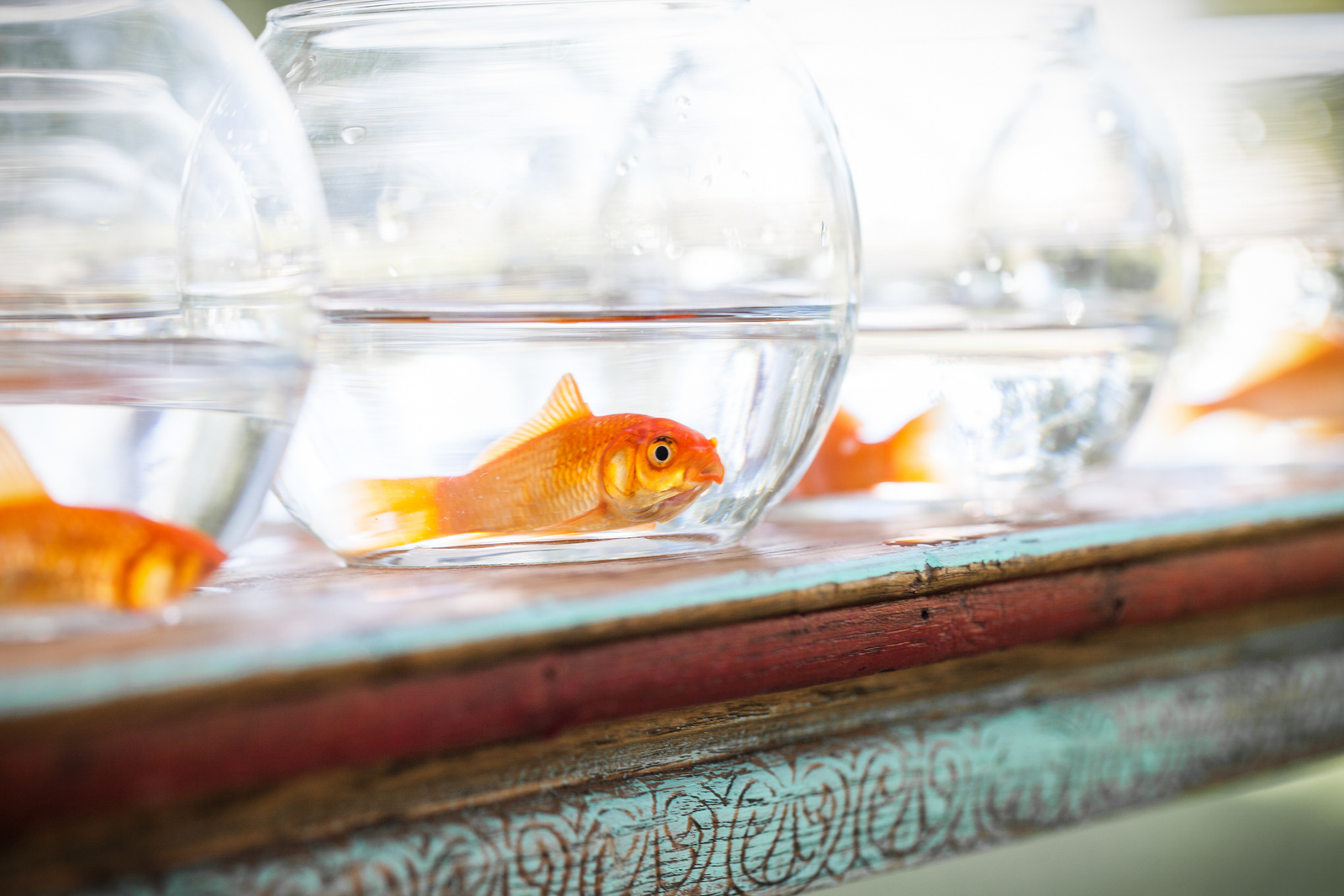 A line of goldfish bowls on a shelf ready to be won as prizes at a circus themed birthday party. 