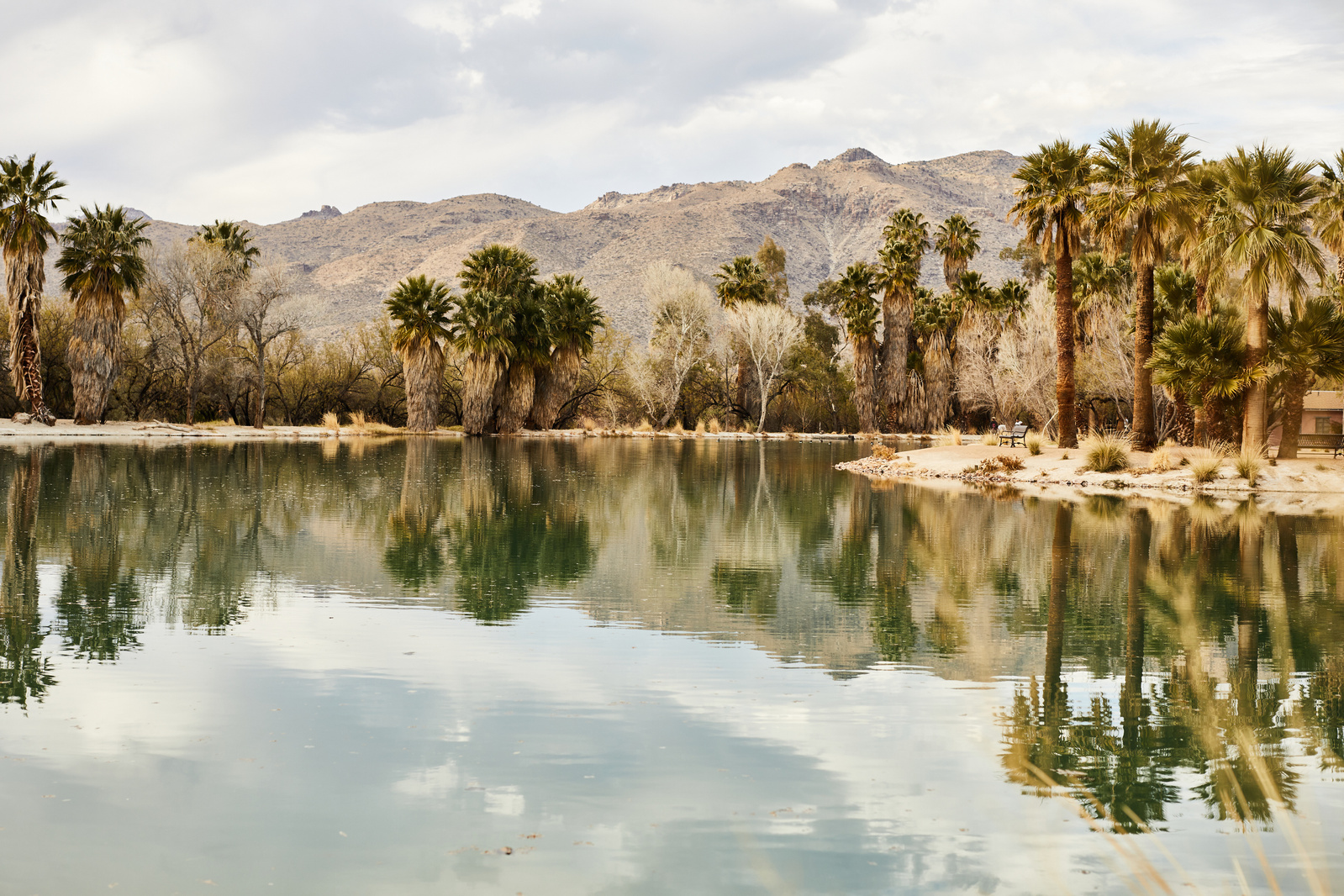 Summer Arizona landscape with palm trees and mountains reflecting in a lake. Lifestyle photography for The Buckle