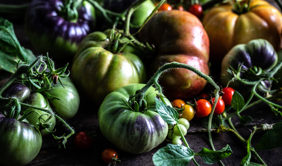 Moody food photography. Heirloom tomatoes in greens, reds, purples, and yellows grouped together with vines. Jena carlin editorial food photography for Click Magazine