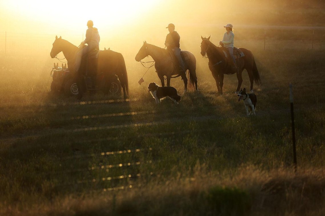 After making it through town, from right, Jamie, Joe and Chris Curuchet give the horses and the sheep a break on Thursday. The sun fully rose over the sky and lit up the town just as they were arriving, making sure that the hard part of the trip was over.
