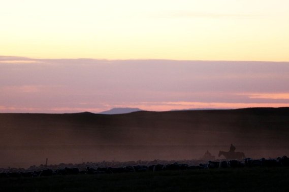 The Curuchet family continued their roughly week long trek moving more than 3000 sheep up the mountain from the home ranch to their summer range on Thursday pushing nearly 2500 ewes and lambs through the town of Kaycee to the Mayoworth holding area.
