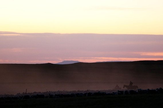 The Curuchet family continued their roughly week long trek moving more than 3000 sheep up the mountain from the home ranch to their summer range on Thursday pushing nearly 2500 ewes and lambs through the town of Kaycee to the Mayoworth holding area.