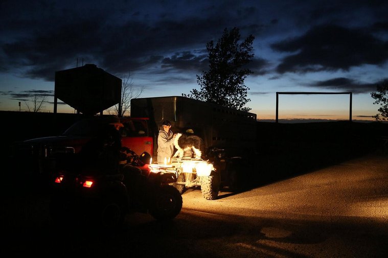 To move the sheep, the family uses a combination of vehicles, ATVs and horses to move the sheep down the road for the day’s trip. A truck and trailer followed behind the whole group to carry any slower animals that need to ride.