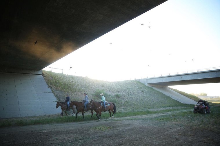 After pushing through town the pace of the move drastically slowed. The sheep were allowed to pass under the interstate overpasses at their own pace, letting them cool off and catch their breath after the morning jog through town. 