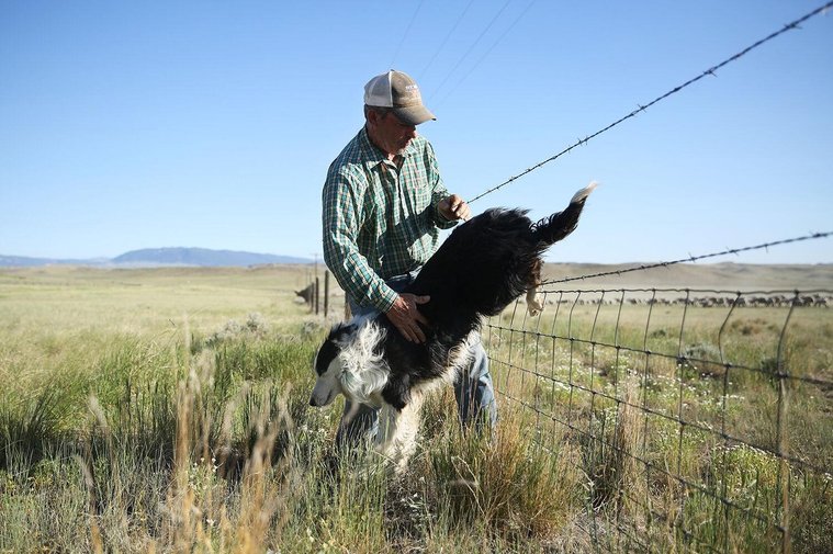 Mike pulls one of the dogs through the fence after going out to check on the sheep as they arrive in the holding area on Thursday morning. The holding area is set aside as a place for sheep and cattle to rest with water as they trek toward the mountains.