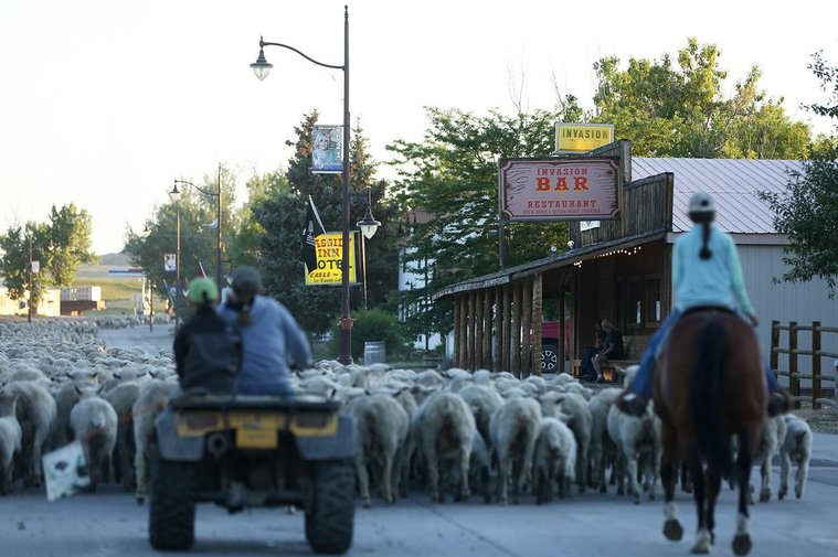 Moving the sheep to the mountain from the home ranch which is east of Kaycee involves pushing them through town. The sheep are moved in two groups through town split between two days to keep the trip more manageable. 