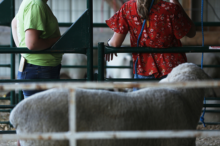 Relaxing on one of the sheep stalls, Elsa talks with friend Olivia Wasinger at the end of the day on Friday, July 31. Beginning in the pig barn, the pair walked through the goat and sheep barns before returning to the pig barn to feed the pigs dinner.