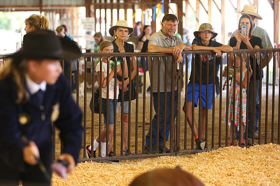 After winning the FFA horse showmanship earlier in the week, Elsa qualified to compete in the round robin competition on July 31, 2020. During round robin, competitors show first the animal they won showmanship with, and then show every other species.