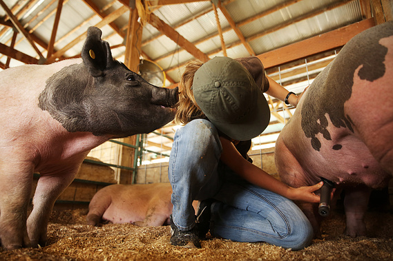 Just as horses are washed and have their hair trimmed, show hogs need to be clean and clipped as well. Using clippers with a few different guard lengths, Elsa spent a few hours on Tuesday afternoon of fair week getting her and her brother’s pigs trimmed.