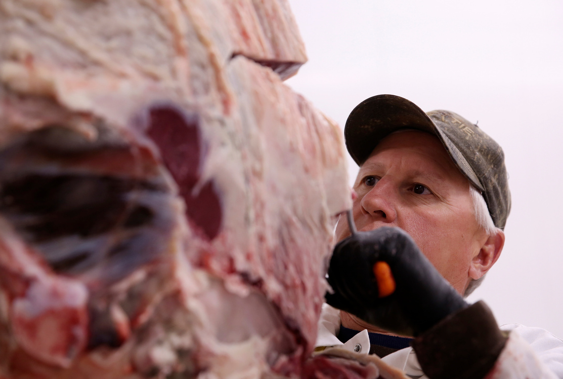 Brandon Purcella, owner and founder of Purcella’s Meat Processing, removes a section of beef for cutting. Purcella’s opened in 2016 in the same location as a former processing facility with some new renovations. 